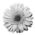 Gerbera Daisy (square)