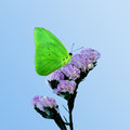 Cloudless Sulfur (square)