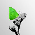 Cloudless Sulfur (square)