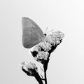 Cloudless Sulfur (square)