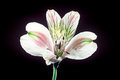 Tiger Lilly