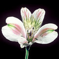 Tiger Lilly (square)