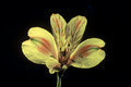 Tiger Lilly