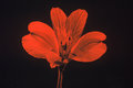 Tiger Lilly