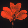 Tiger Lilly  (square)