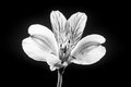 Tiger Lilly