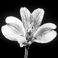Tiger Lilly (square)