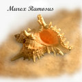 Murex Ramous