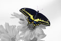 Black Swallowtail