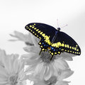 Black Swallowtail (square)