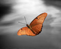 Sunset with Butterfly