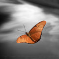 Sunset with Butterfly