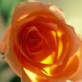 Samon Rose