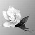 Gardenia