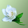 Gardenia