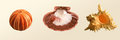 Urchin, Lions Paw, Murex Ramous