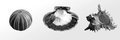 Urchin, Lions Paw, Murex Ramous
