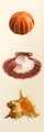 Urchin, Lions Paw, Murex Ramous