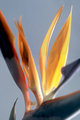 Bidr of Paradice