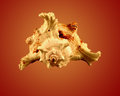 Murex Ramosus	