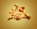 Murex Ramosus	