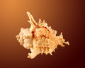 Murex Ramosus	