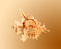 Murex Ramosus	