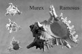 Murex Ramosus	