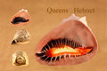 Queens Helmet