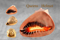 Queens Helmet