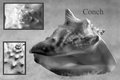 Conch