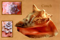 Conch
