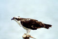 Osprey