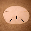Sand Dollar