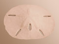 Sand Dollar