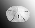 Sand Dollar