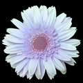 Gerbera Daisy