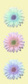 Three daisies 