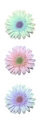 Three daisies
