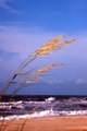 Sea Oats