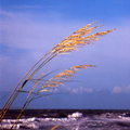 Sea Oats