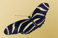 Zebra Longtail