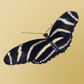 Zebra Longtail