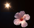 Hibiscus Sunburst