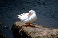 White Duck