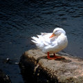 White Duck