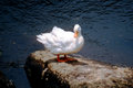 White Duck
