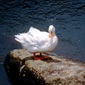 White Duck