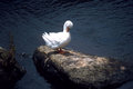 White Duck
