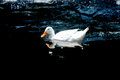 White Duck